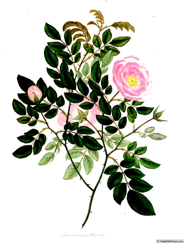 'Double Blush Ayrshire' rose photo