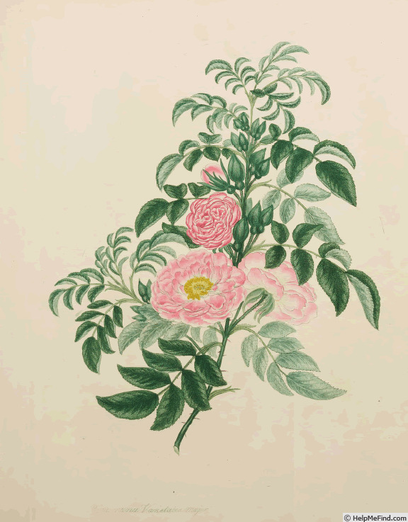 'Pompon Quatre-Saisons' rose photo
