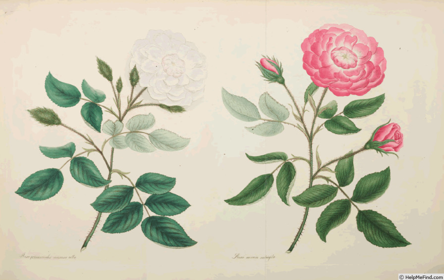 '<i>Rosa muscosa salviaefolia</i> Andr.' rose photo