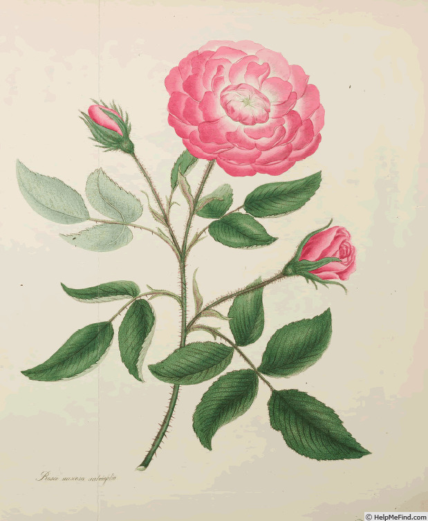 '<i>Rosa muscosa salviaefolia</i> Andr.' rose photo
