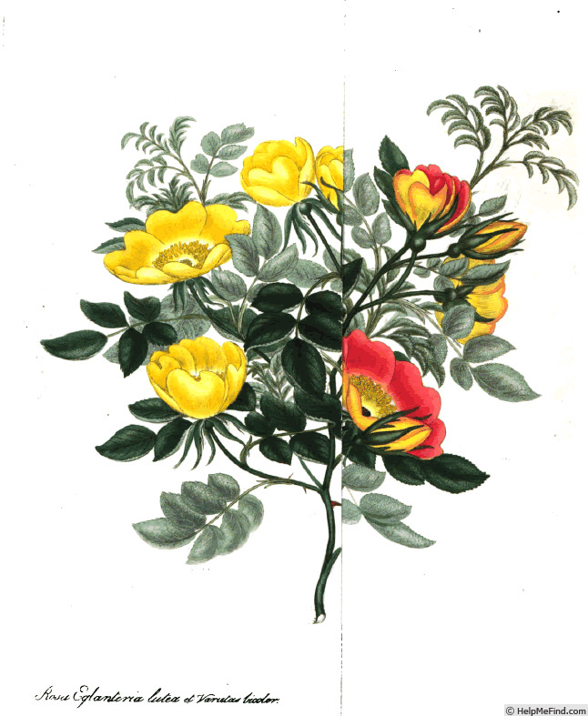 '<i>Rosa lutea</i> var. <i>bicolor</i> Sims synonym' rose photo