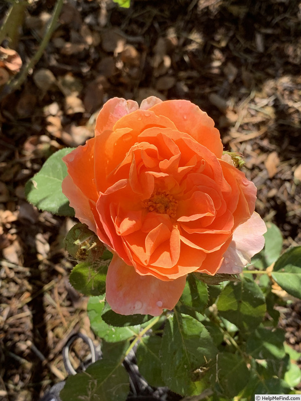 'Heather Lenkin™' rose photo