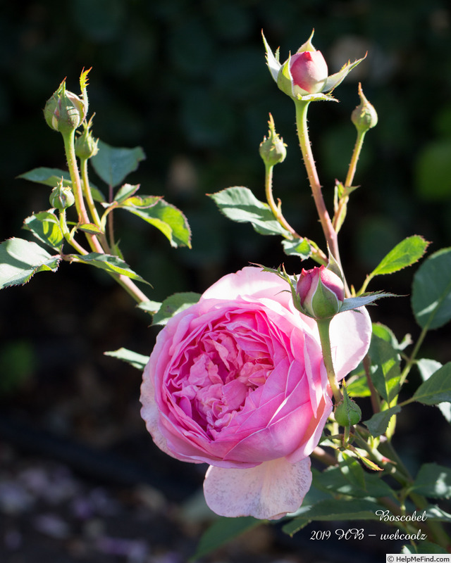 'Boscobel ® (shrub, Austin 2012)' rose photo