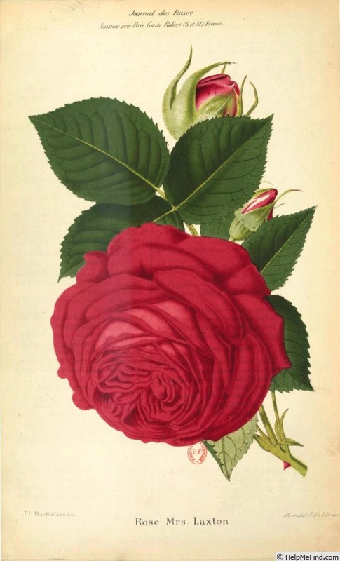 'Mrs. Laxton' rose photo