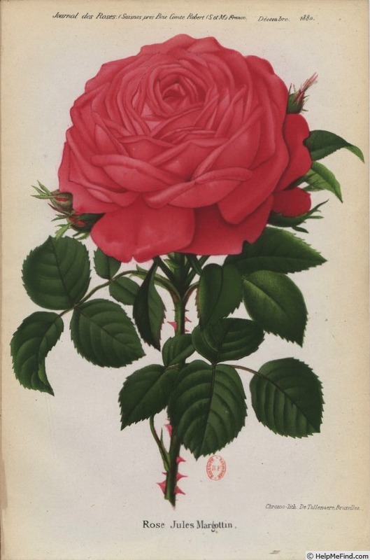 'Jules Margottin (Hybrid Perpetual, Margottin, 1853)' rose photo