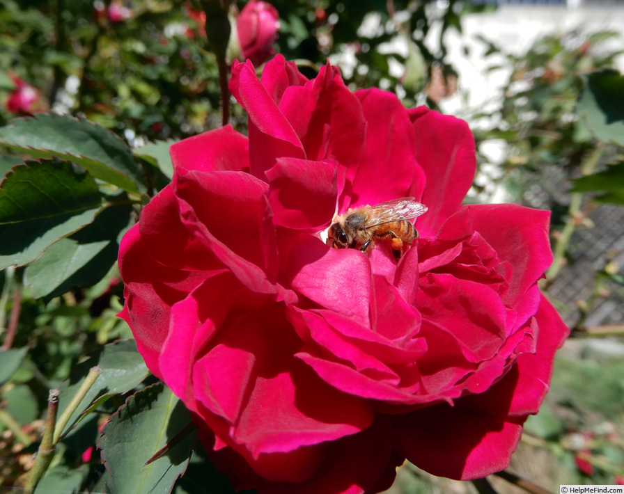 'Ragged Robin' rose photo