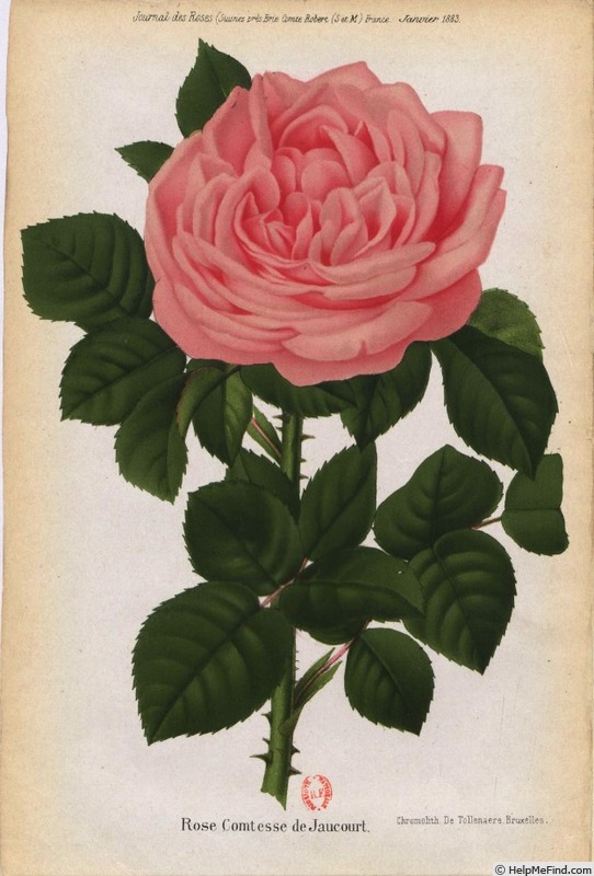 'Comtesse de Jaucourt' rose photo