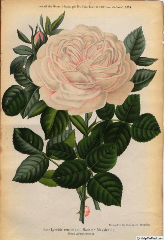 'Madame Massicault' rose photo