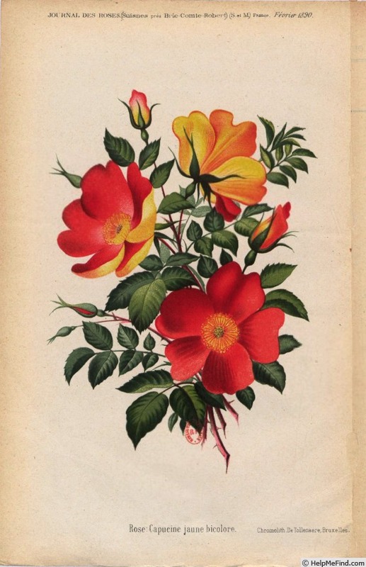 'Capucine Bicolore' rose photo