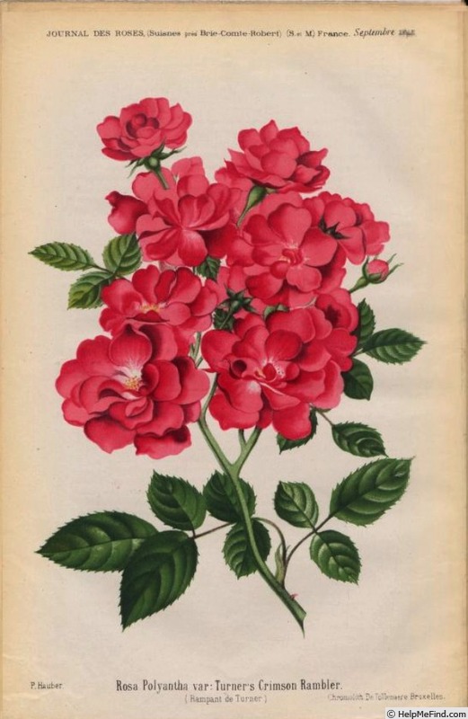 'Turner's Crimson Rambler' rose photo