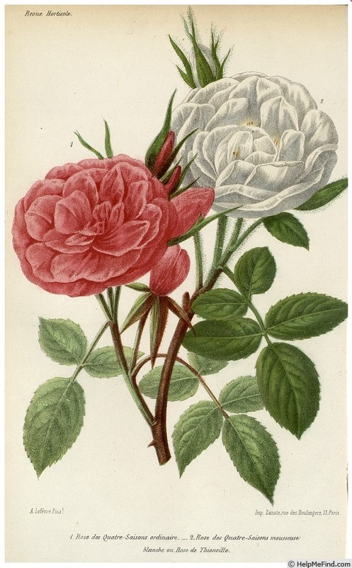 'Rose des Quatre Saisons Mousseuse Blanche' rose photo