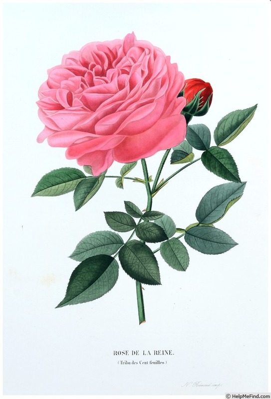 'Rose de la Reine (hybrid perpetual, Laffay, 1842)' rose photo