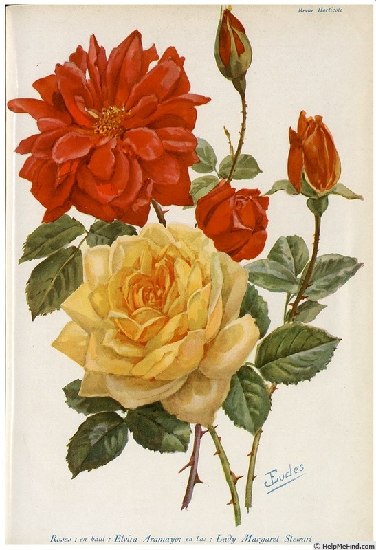 'Elvira Aramayo' rose photo
