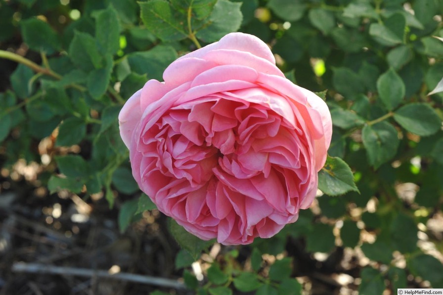 'Boscobel ® (shrub, Austin 2012)' rose photo