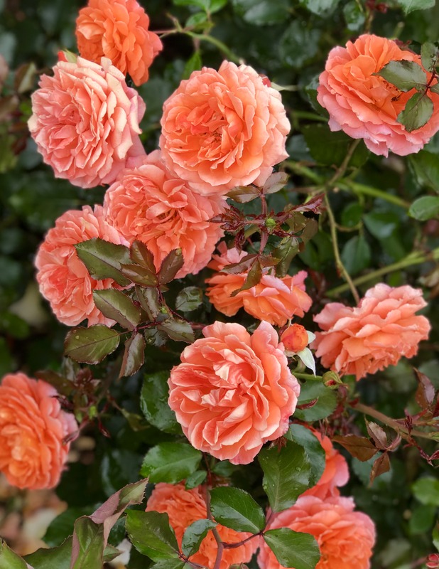 'Adobe Sunrise™' rose photo