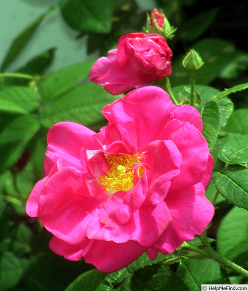 'Apothecary's Rose' rose photo