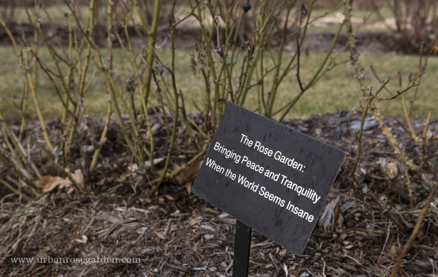 'Elizabeth Park Rose Garden'  photo