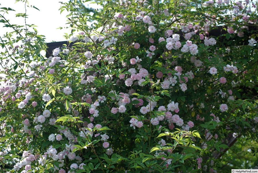 'Paul's Himalayan Musk Rambler' rose photo