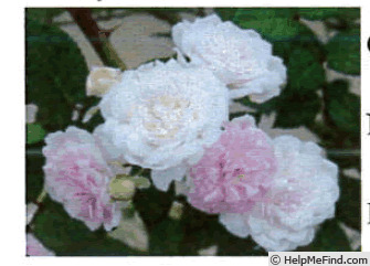 'OG2529' rose photo