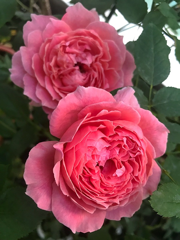 'Anne-Sophie Pic' rose photo