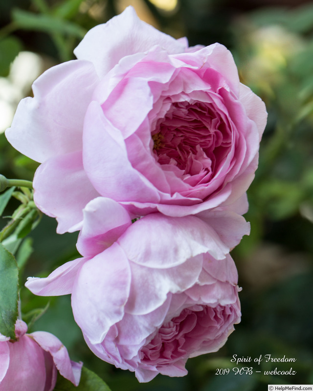 'Spirit of Freedom' rose photo