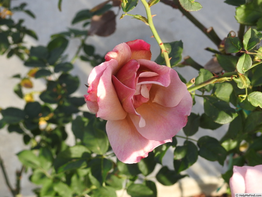 'Connie's Sandstorm' rose photo