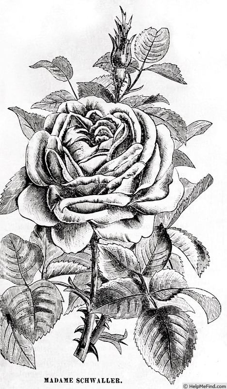'Madame Schwaller' rose photo