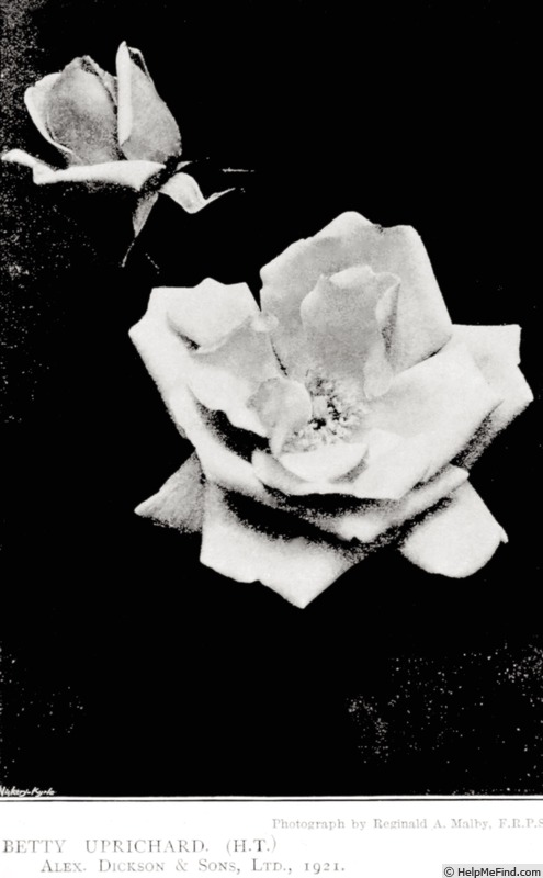 'Betty Uprichard' rose photo