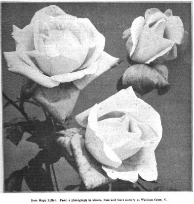 'Hugo Roller' rose photo