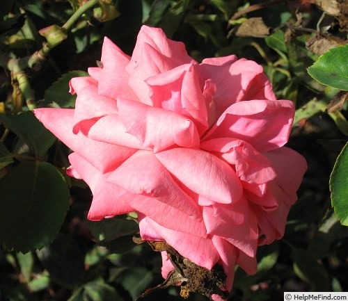'Calypso (floribunda, Boerner, 1957)' rose photo