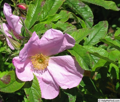 'Calocarpa' rose photo