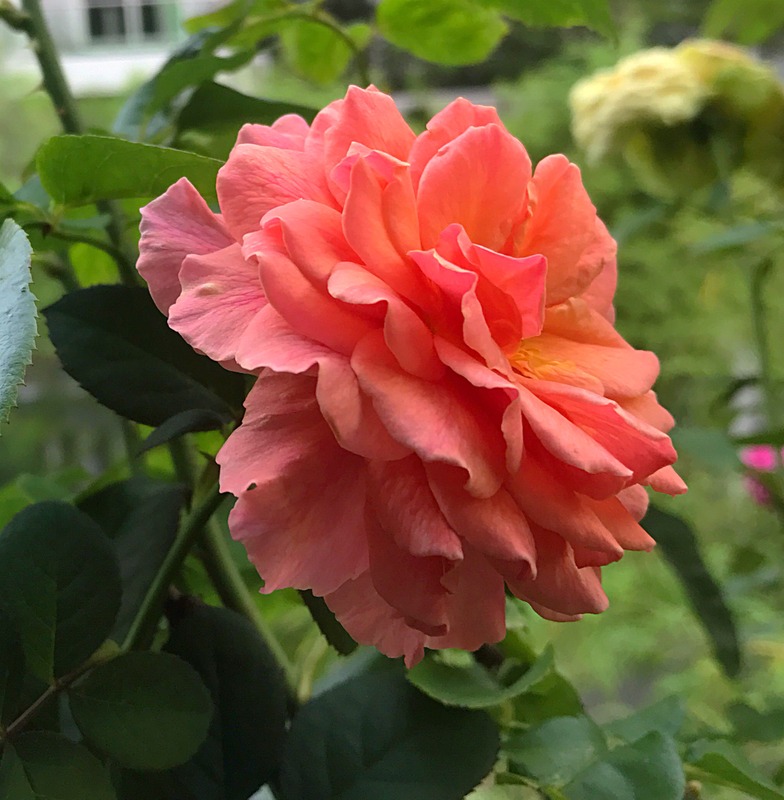'Kaorikazari' rose photo