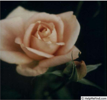 'Polka Time' rose photo