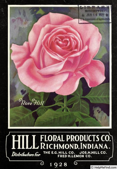 'Rose Hill' rose photo