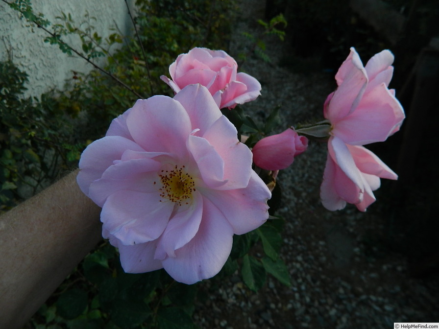 'Crested Abundance' rose photo