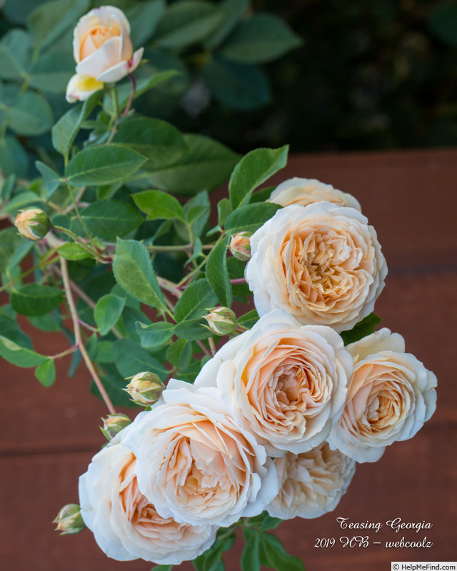 'Teasing Georgia' rose photo