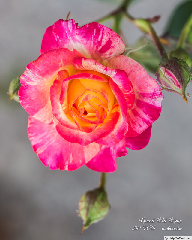 'Grand Old Opry' rose photo