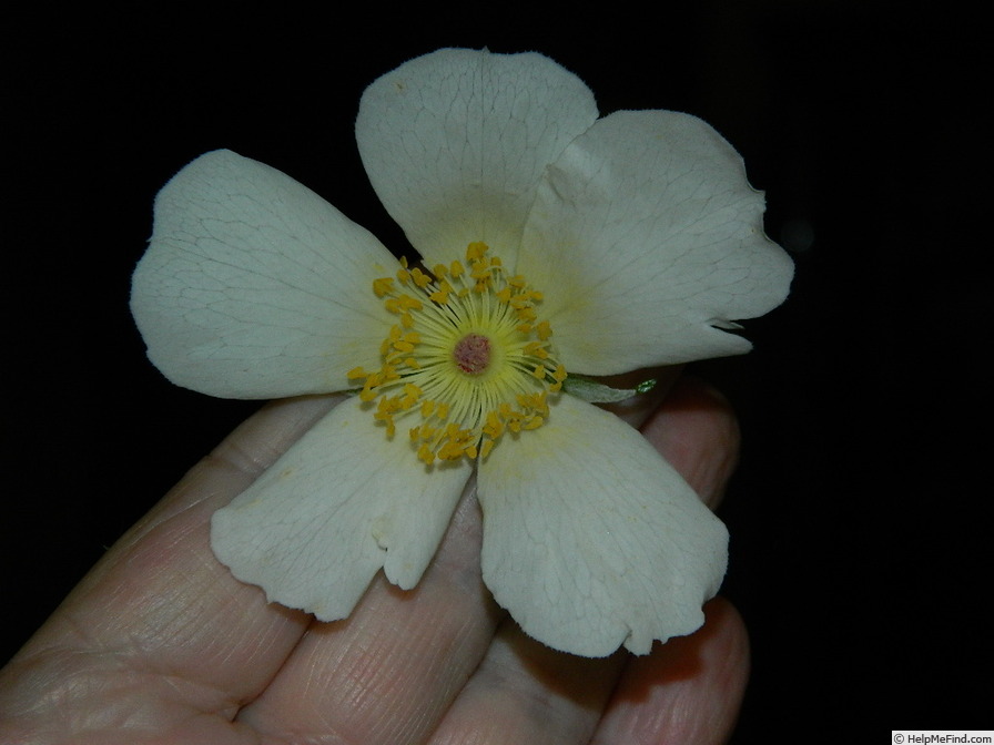 'Basye's Amphidiploid Seedling 86-3' rose photo