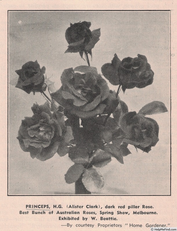 'Princeps' rose photo