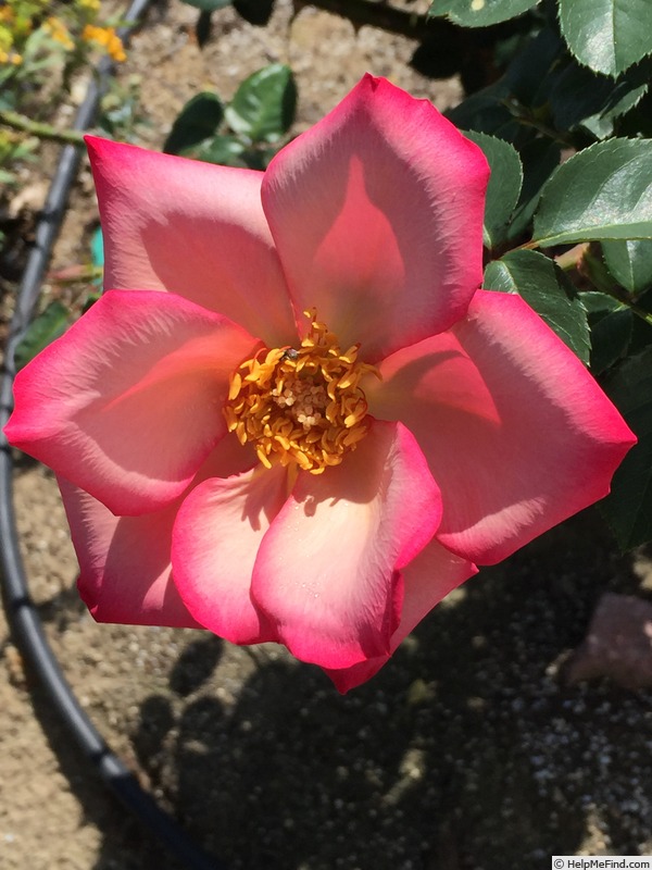 'Frankie' rose photo