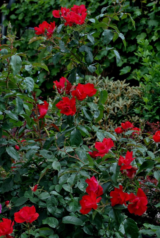 'Berliner Schloss ®' rose photo