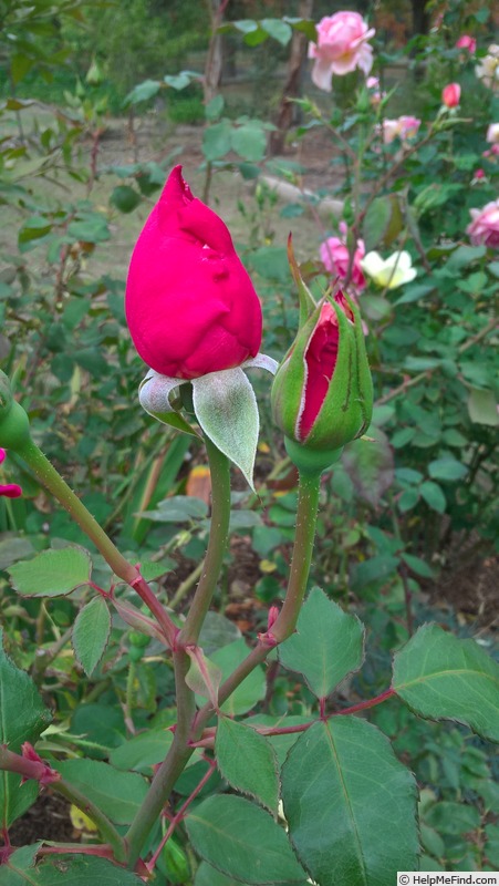 'Madge Taylor' rose photo