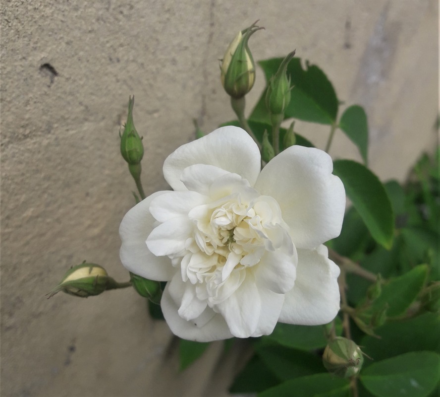'Rosa moschata à fleurs doubles Hort.' rose photo