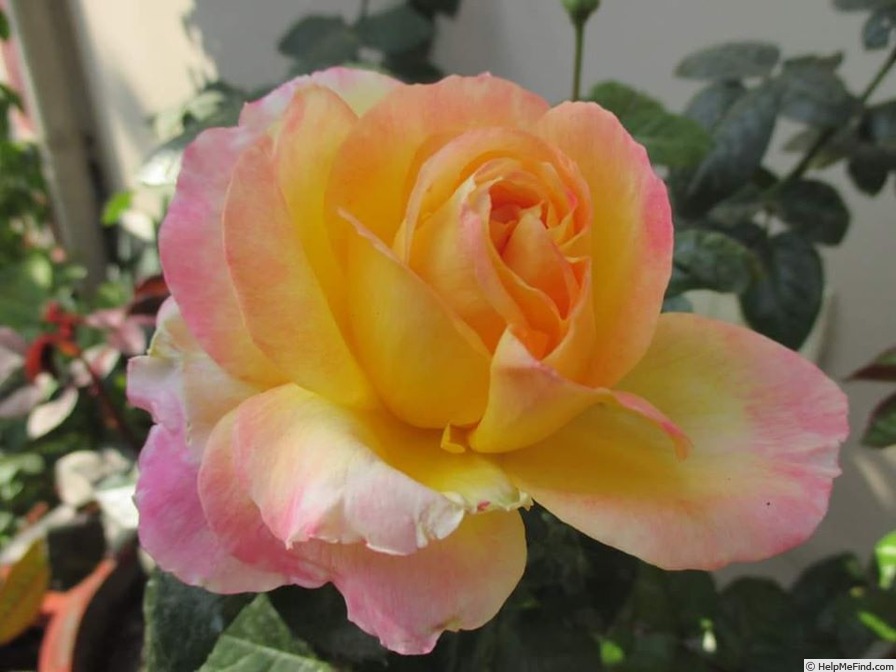 'Love & Peace ™ (hybrid tea, Twomey & Lim 2001)' rose photo