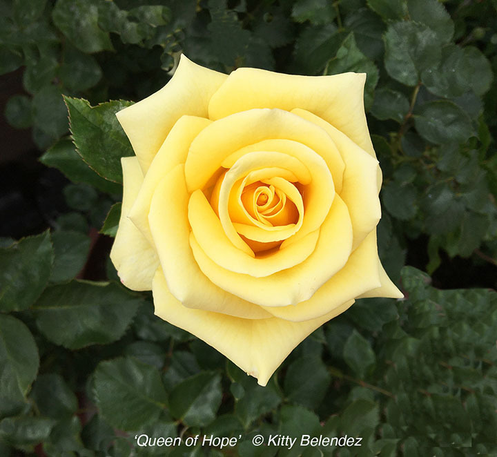 'Queen of Hope' rose photo