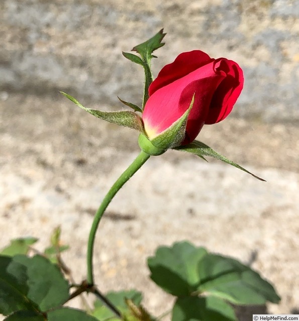 'GOBJOCD1' rose photo