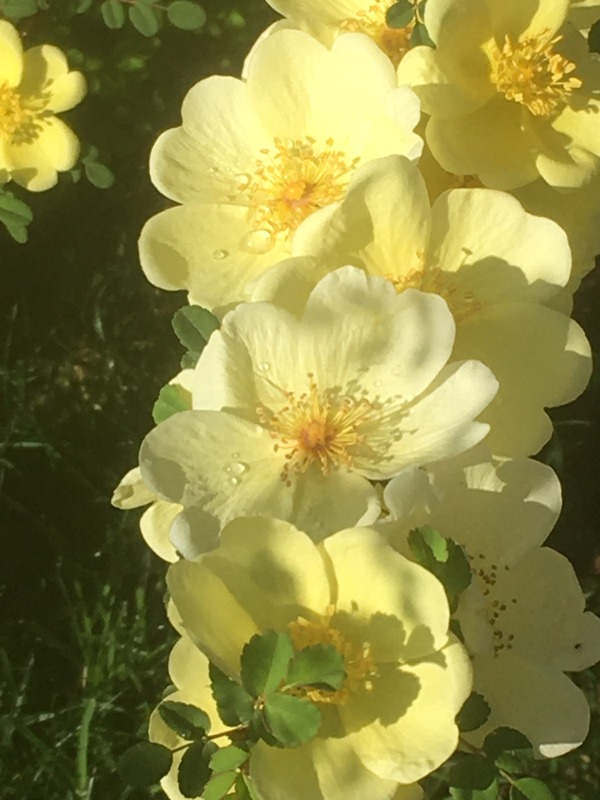 '<i>Rosa xanthina</i> 'Manchu Rose'' rose photo