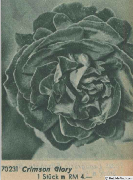 'Crimson Glory (hybrid tea, Kordes 1935)' rose photo