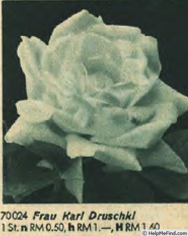 'Frau Karl Druschki (Hybrid Perpetual, Lambert, 1895/1901)' rose photo