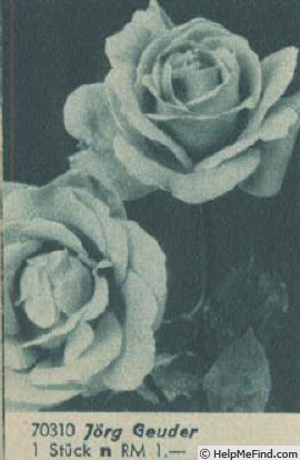 'Jörg Geuder' rose photo